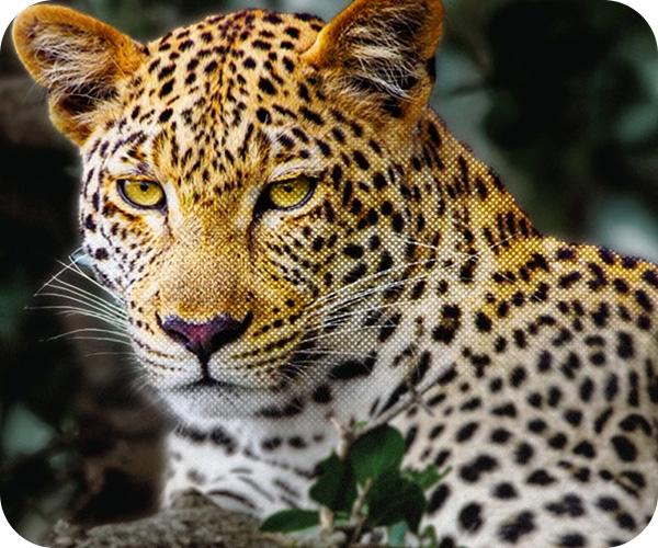 LG C5 OLED 4K Smart TV τηλεόραση